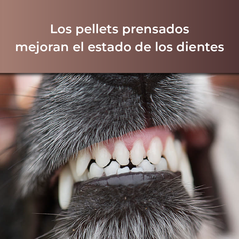 Pienso natural para perros cachorros